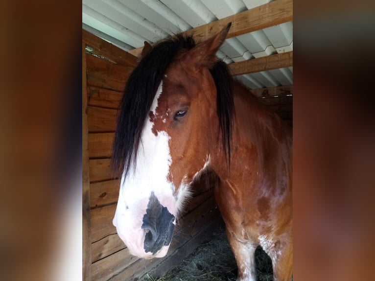 Clydesdale Wallach 7 Jahre 177 cm Rotfuchs in Walsleben