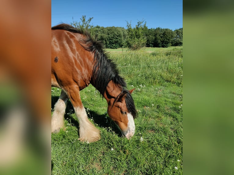Clydesdale Wallach 7 Jahre 177 cm Rotfuchs in Walsleben
