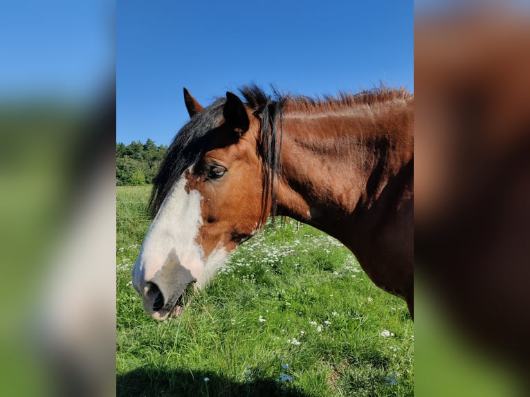 Clydesdale Wallach 7 Jahre 177 cm Rotfuchs in Walsleben