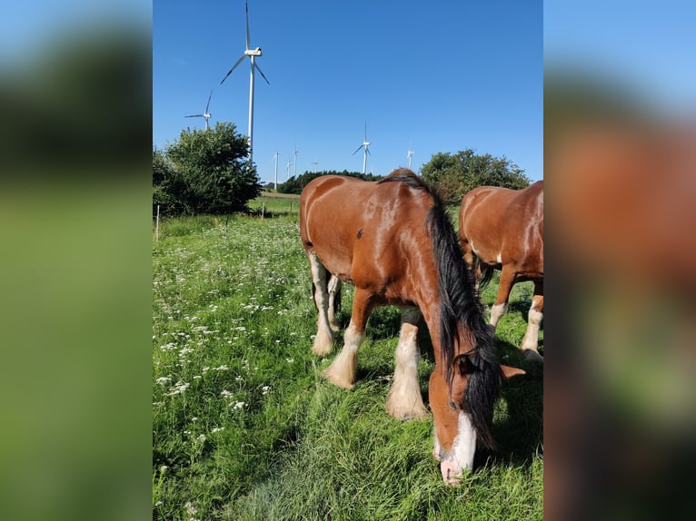 Clydesdale Wallach 7 Jahre 177 cm Rotfuchs in Walsleben