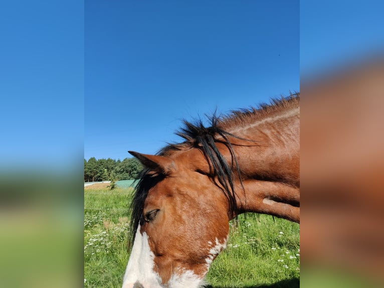 Clydesdale Wallach 7 Jahre 177 cm Rotfuchs in Walsleben