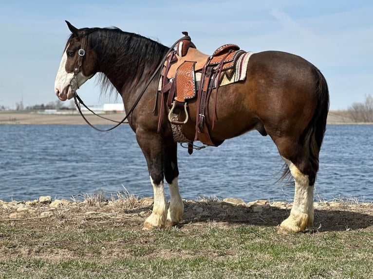 Clydesdale Mix Wallach 7 Jahre Dunkelbrauner in Zearing, IA