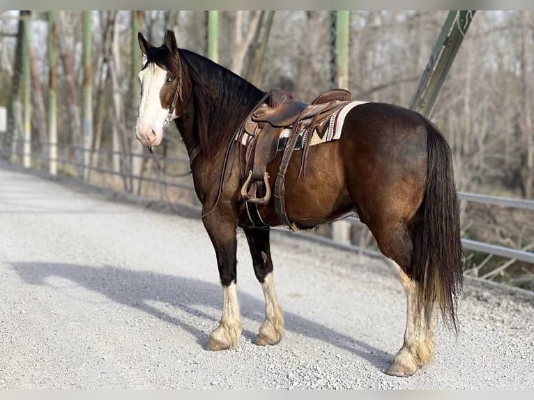 Clydesdale Mix Wallach 7 Jahre Dunkelbrauner in Zearing, IA