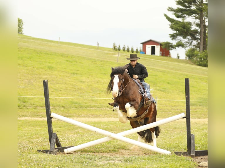 Clydesdale Mix Wallach 8 Jahre 163 cm Dunkelbrauner in Millersburg