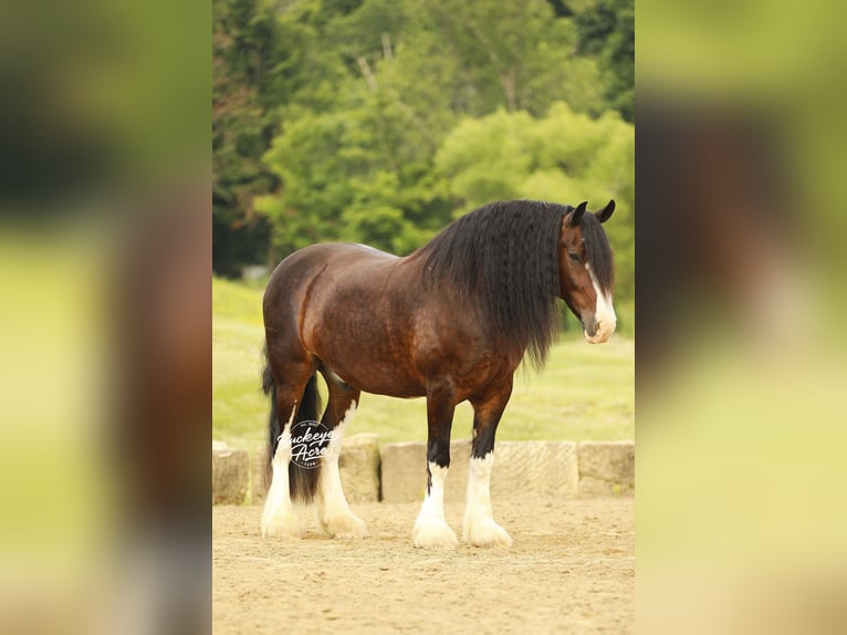 Clydesdale Mix Wallach 8 Jahre 163 cm Dunkelbrauner in Millersburg