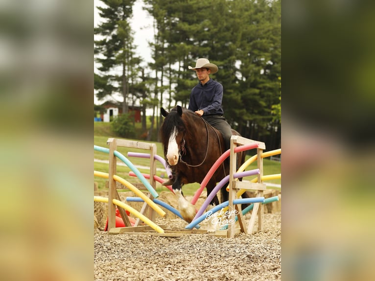 Clydesdale Mix Wallach 8 Jahre 163 cm Dunkelbrauner in Millersburg