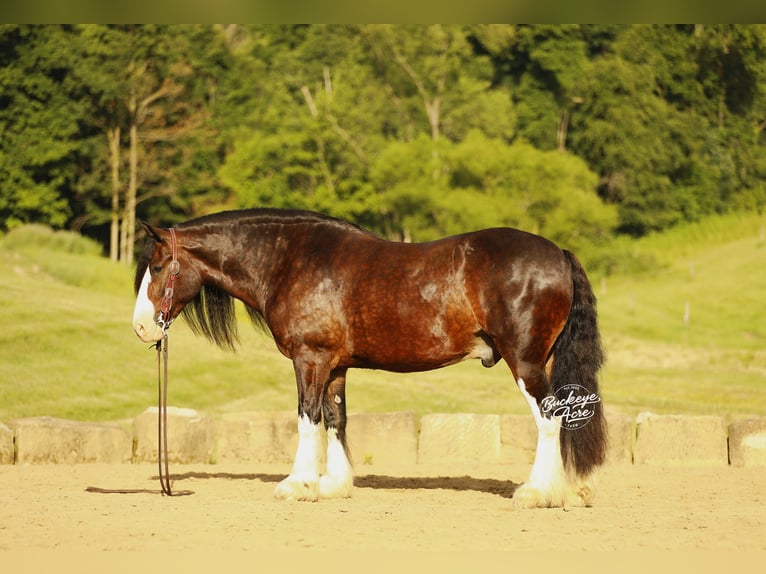 Clydesdale Mix Wallach 8 Jahre 163 cm Dunkelbrauner in Millersburg