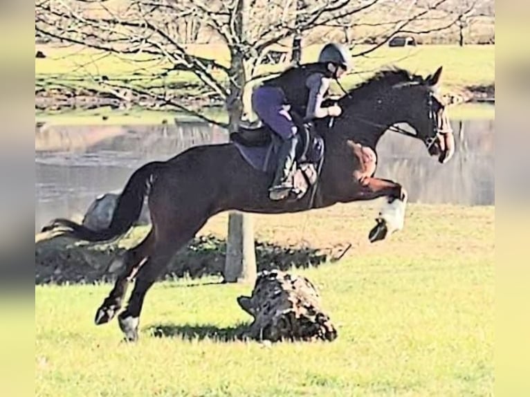 Clydesdale Wallach 8 Jahre 165 cm Rotbrauner in Jeffersonton