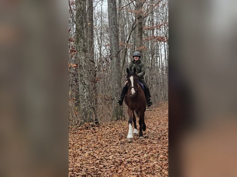 Clydesdale Wallach 8 Jahre 165 cm Rotbrauner in Jeffersonton