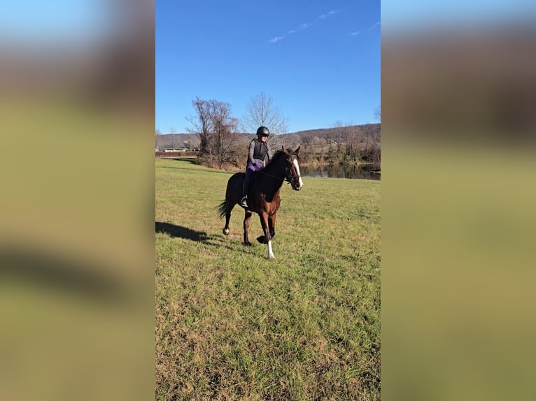 Clydesdale Wallach 8 Jahre 165 cm Rotbrauner in Jeffersonton