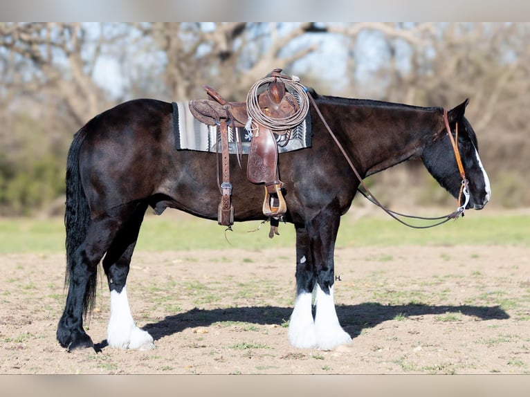 Clydesdale Wallach 9 Jahre 163 cm Rotbrauner in Weatherford TX
