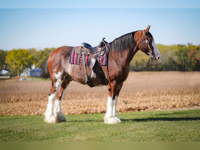 Clydesdale Wallach 9 Jahre 175 cm Rotbrauner in Fairbank