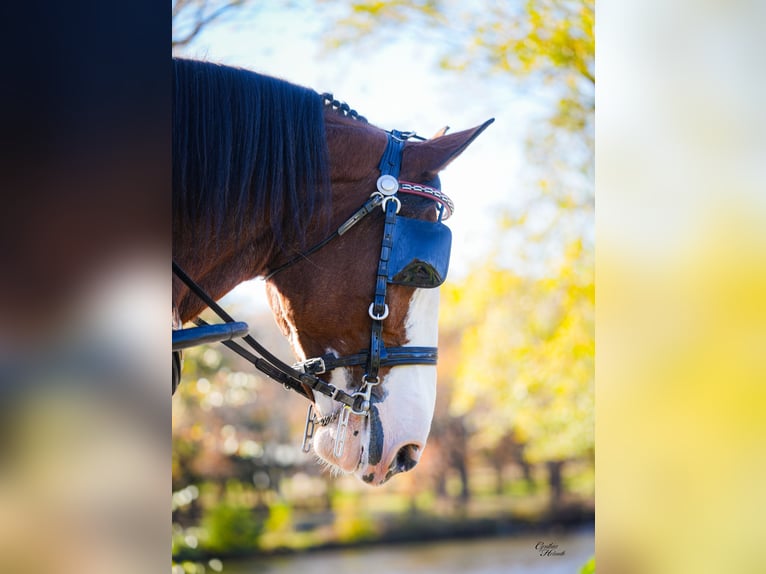 Clydesdale Wallach 9 Jahre 175 cm Rotbrauner in Fairbank