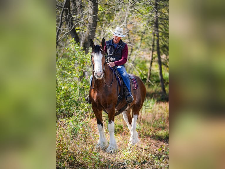 Clydesdale Wallach 9 Jahre 175 cm Rotbrauner in Fairbank