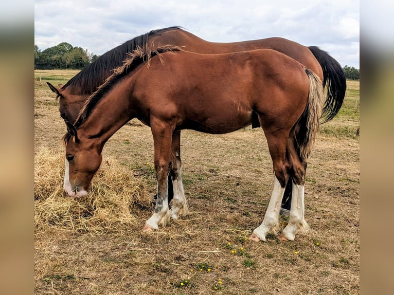 Clydesdale Mix Wallach Fohlen (03/2025) 170 cm Rotbrauner in York