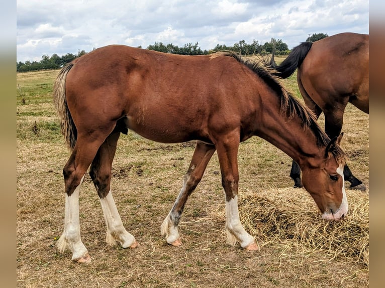 Clydesdale Mix Wallach Fohlen (03/2025) 170 cm Rotbrauner in York