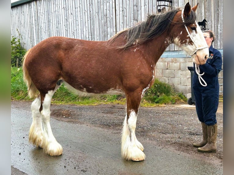 Clydesdale Yegua 11 años in whitegate Clydesdale Yegua 11 años in whitegate