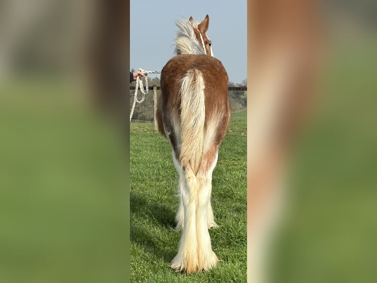Clydesdale Yegua 1 año  in marbury