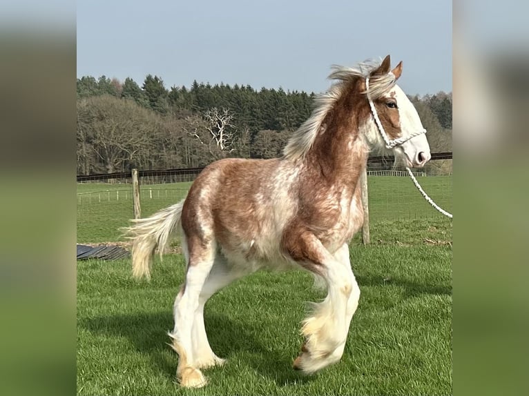 Clydesdale Yegua 1 año  in marbury