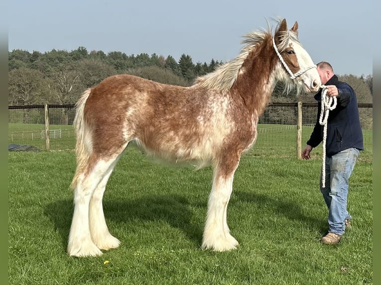 Clydesdale Yegua 1 año  in marbury