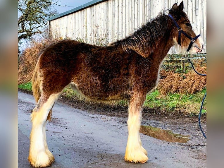 Clydesdale Yegua 1 año in whitegate