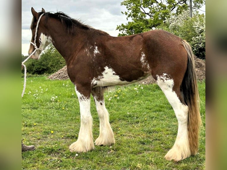 Clydesdale Yegua 3 años  in marbury
