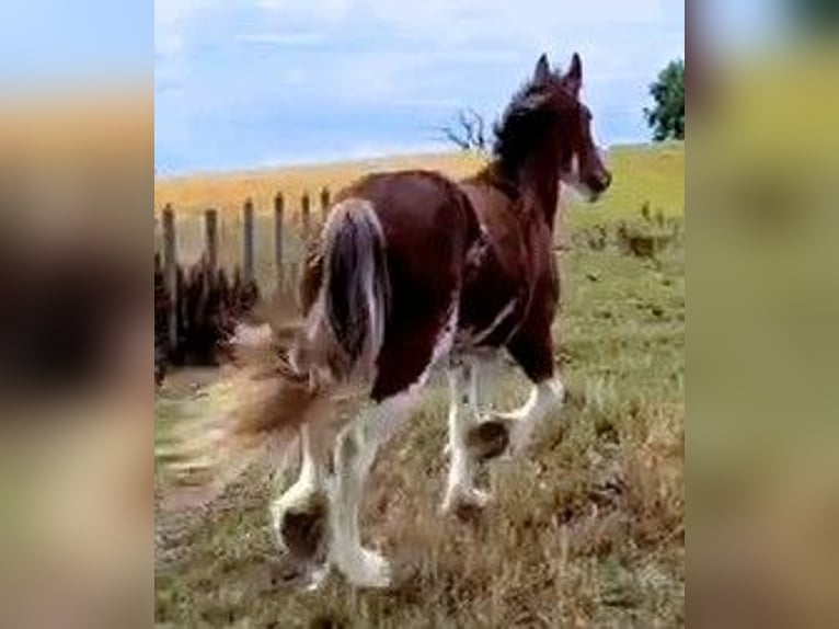 Clydesdale Yegua 3 años  in marbury