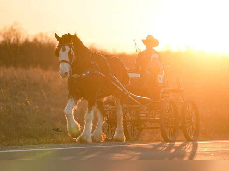 Clydesdale Yegua 4 años 180 cm Castaño rojizo in Fairbank