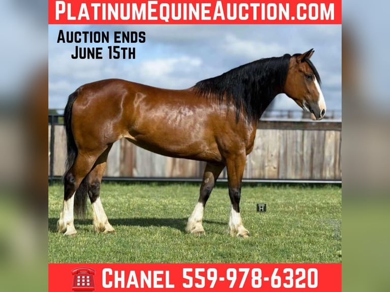 Clydesdale Yegua 5 años 152 cm Castaño rojizo in Jacksboro, Tx