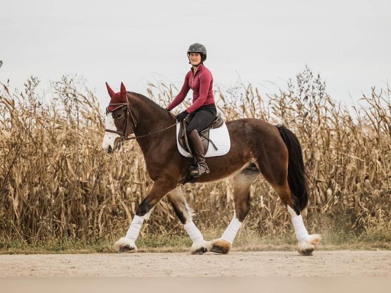 Clydesdale Mestizo Yegua 9 años Castaño rojizo in Ames