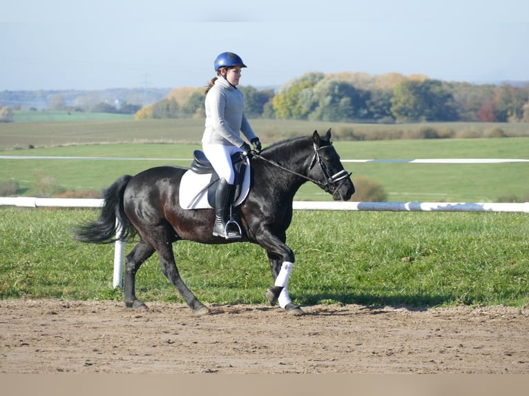 Cob Caballo castrado 10 años 140 cm Negro in Ganschow