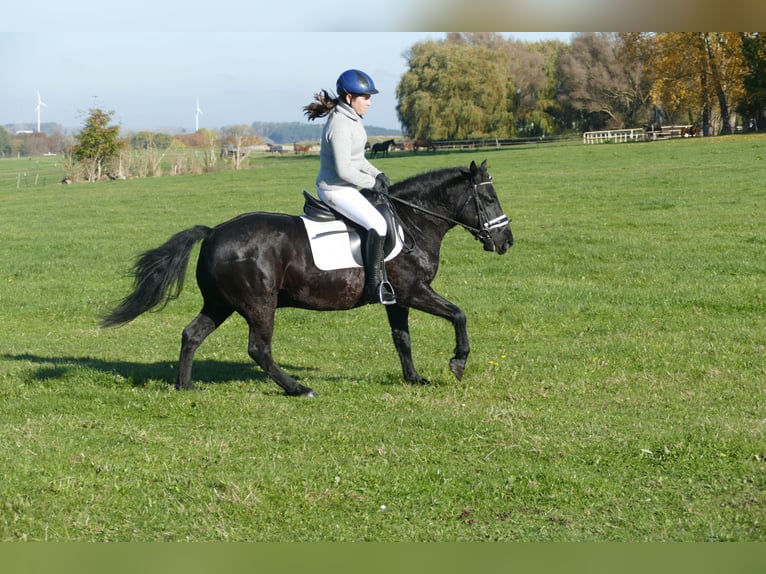 Cob Caballo castrado 10 años 140 cm Negro in Ganschow