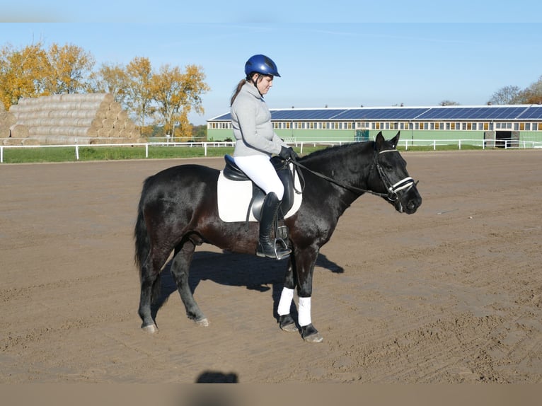 Cob Caballo castrado 10 años 140 cm Negro in Ganschow