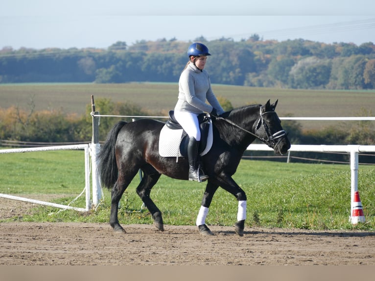 Cob Caballo castrado 10 años 140 cm Negro in Ganschow