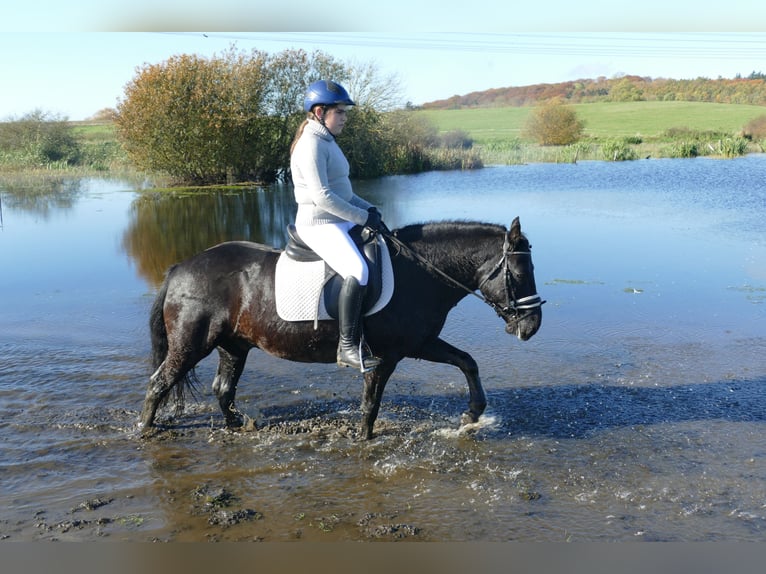 Cob Caballo castrado 10 años 140 cm Negro in Ganschow