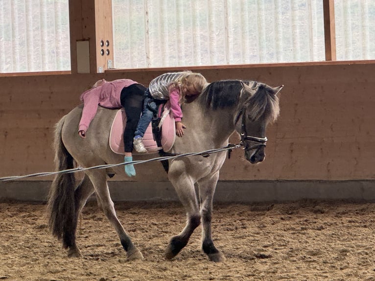 Cob Caballo castrado 10 años 141 cm Grullo in Ganschow