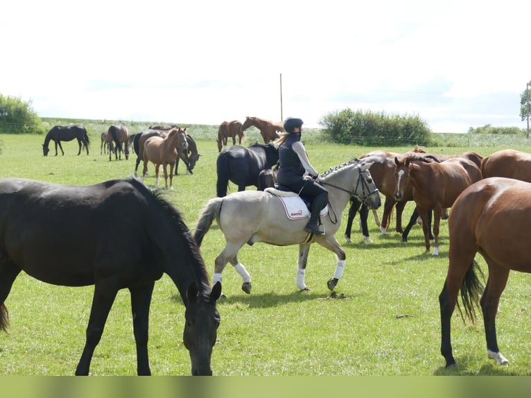 Cob Caballo castrado 10 años 141 cm Grullo in Ganschow