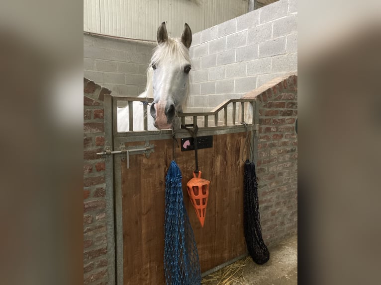 Cob Caballo castrado 10 años 156 cm Tordo in Heusden-Zolder