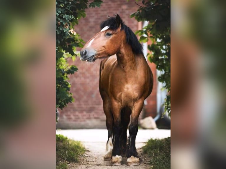 Cob Mestizo Caballo castrado 10 años 160 cm Castaño in Lippstadt