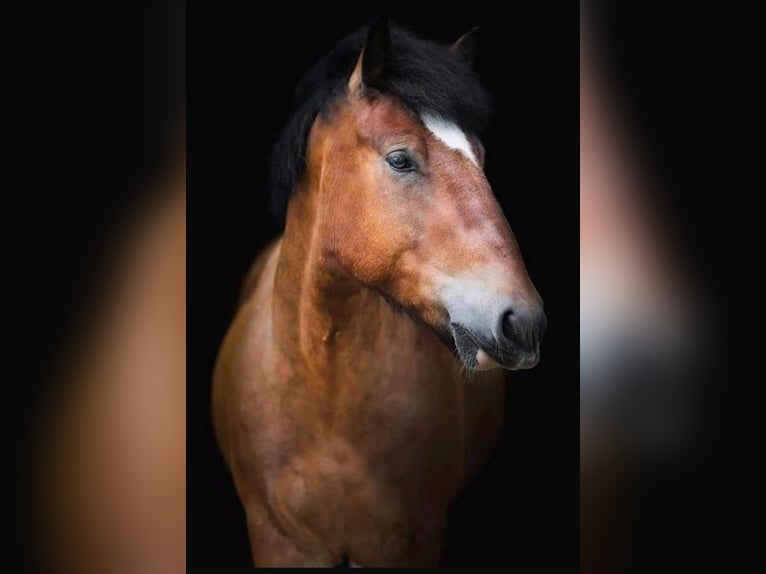 Cob Mestizo Caballo castrado 10 años 160 cm Castaño in Lippstadt