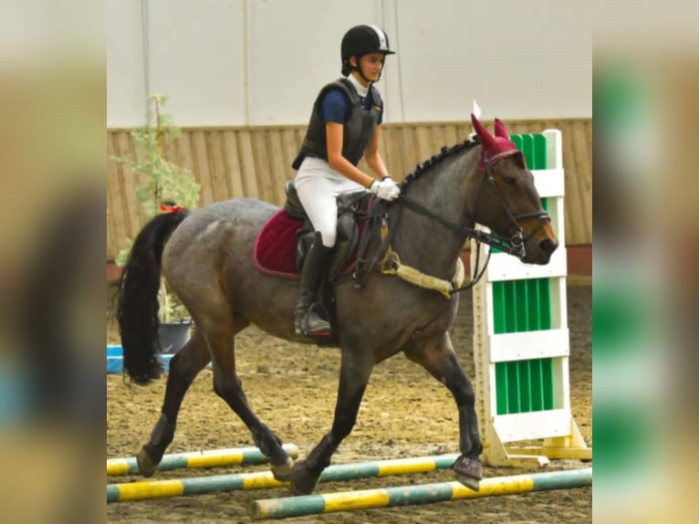 Cob Mestizo Caballo castrado 10 años Ruano alazán in Corfu