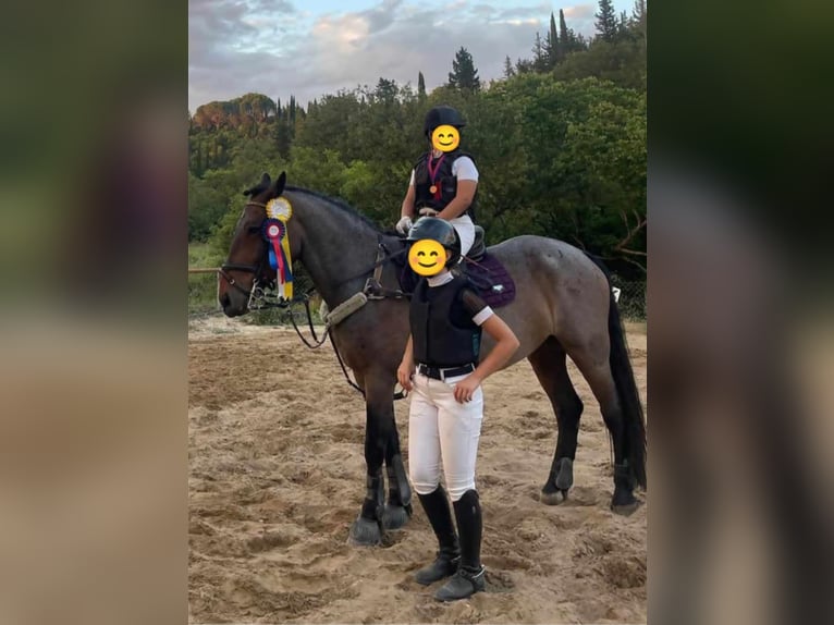 Cob Mestizo Caballo castrado 10 años Ruano alazán in Corfu