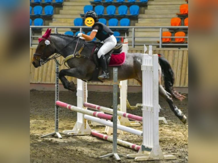 Cob Mestizo Caballo castrado 10 años Ruano alazán in Corfu