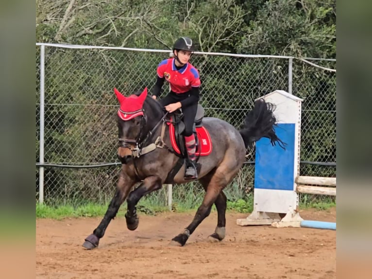 Cob Mestizo Caballo castrado 10 años Ruano alazán in Corfu