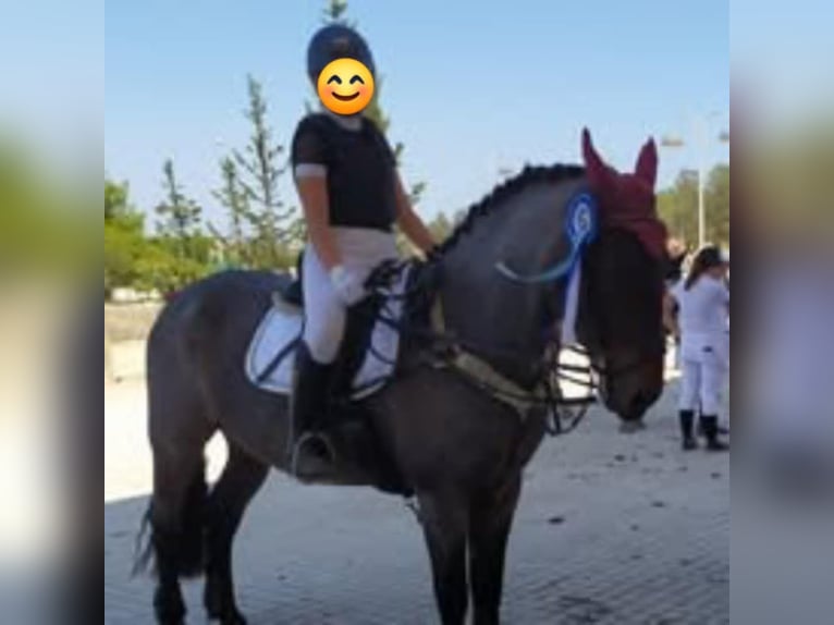 Cob Mestizo Caballo castrado 10 años Ruano alazán in Corfu