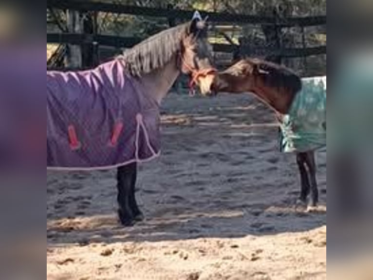 Cob Mestizo Caballo castrado 10 años Ruano alazán in Corfu