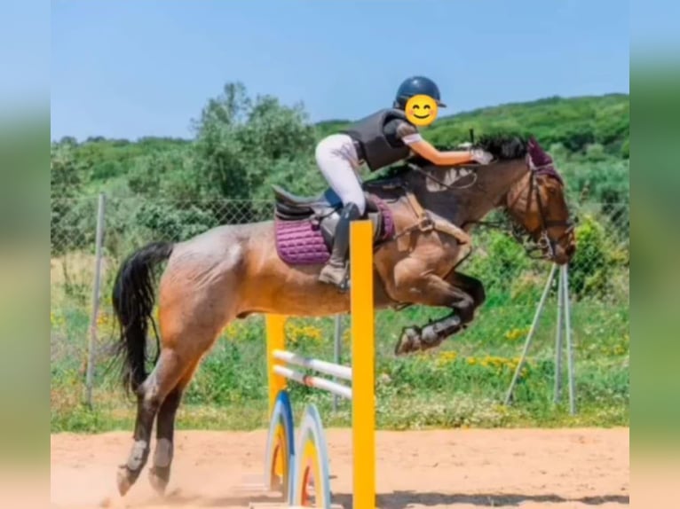 Cob Mestizo Caballo castrado 10 años Ruano alazán in Corfu