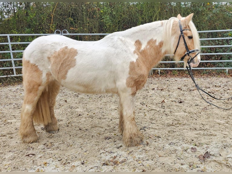 Cob Caballo castrado 11 años 144 cm Pío in Bad Camberg