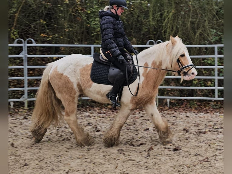 Cob Caballo castrado 11 años 144 cm Pío in Bad Camberg