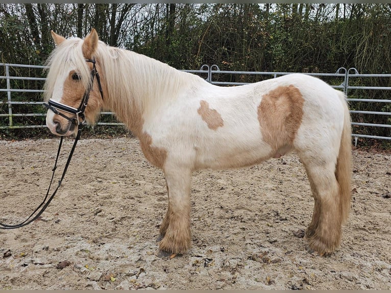 Cob Caballo castrado 11 años 144 cm Pío in Bad Camberg